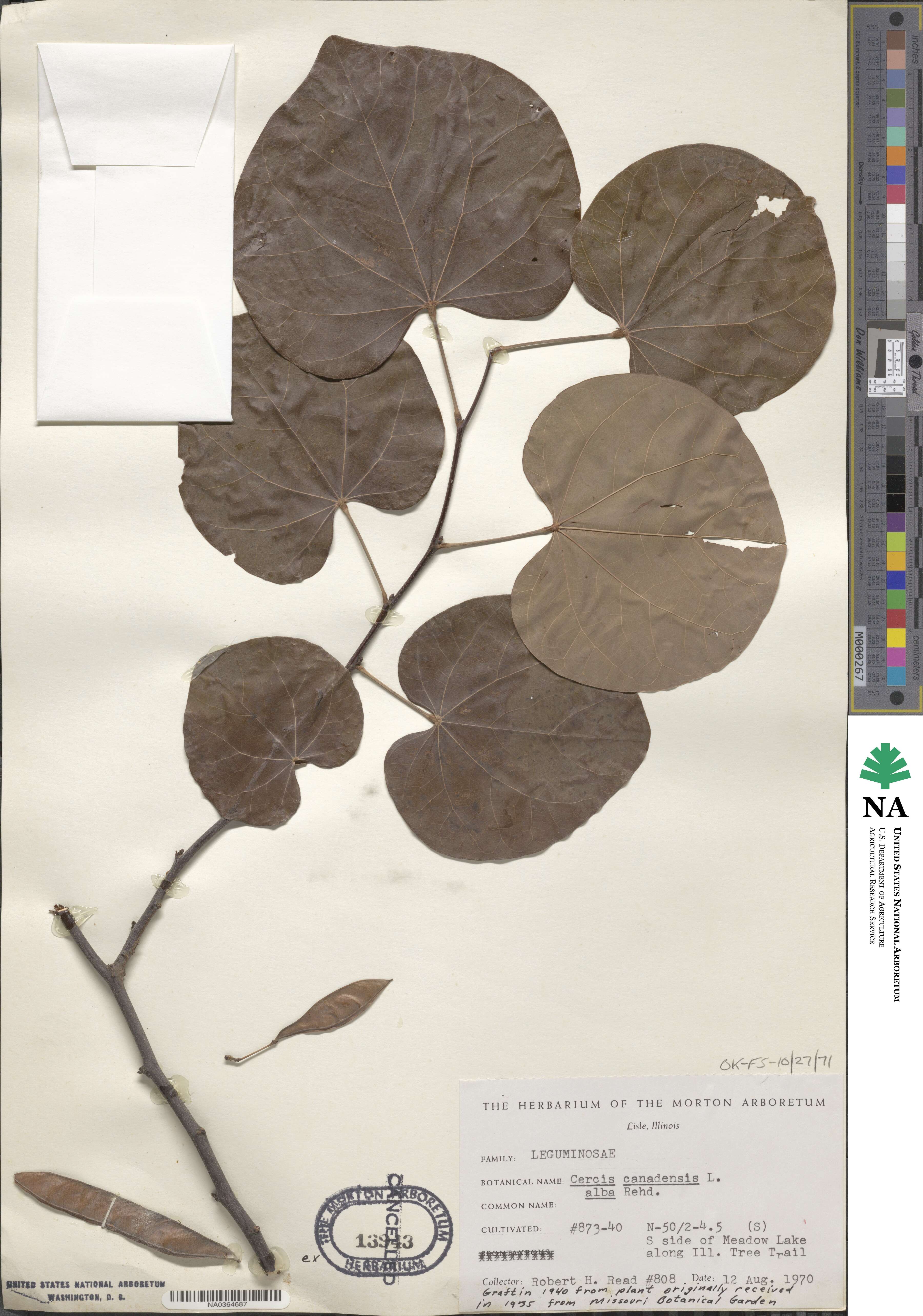 Cercis canadensis subsp. canadensis image