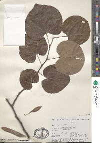 Cercis canadensis subsp. canadensis image