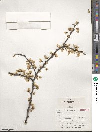 Cercis canadensis subsp. canadensis image