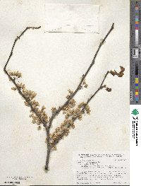 Cercis canadensis subsp. canadensis image