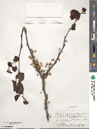 Cercis canadensis subsp. canadensis image