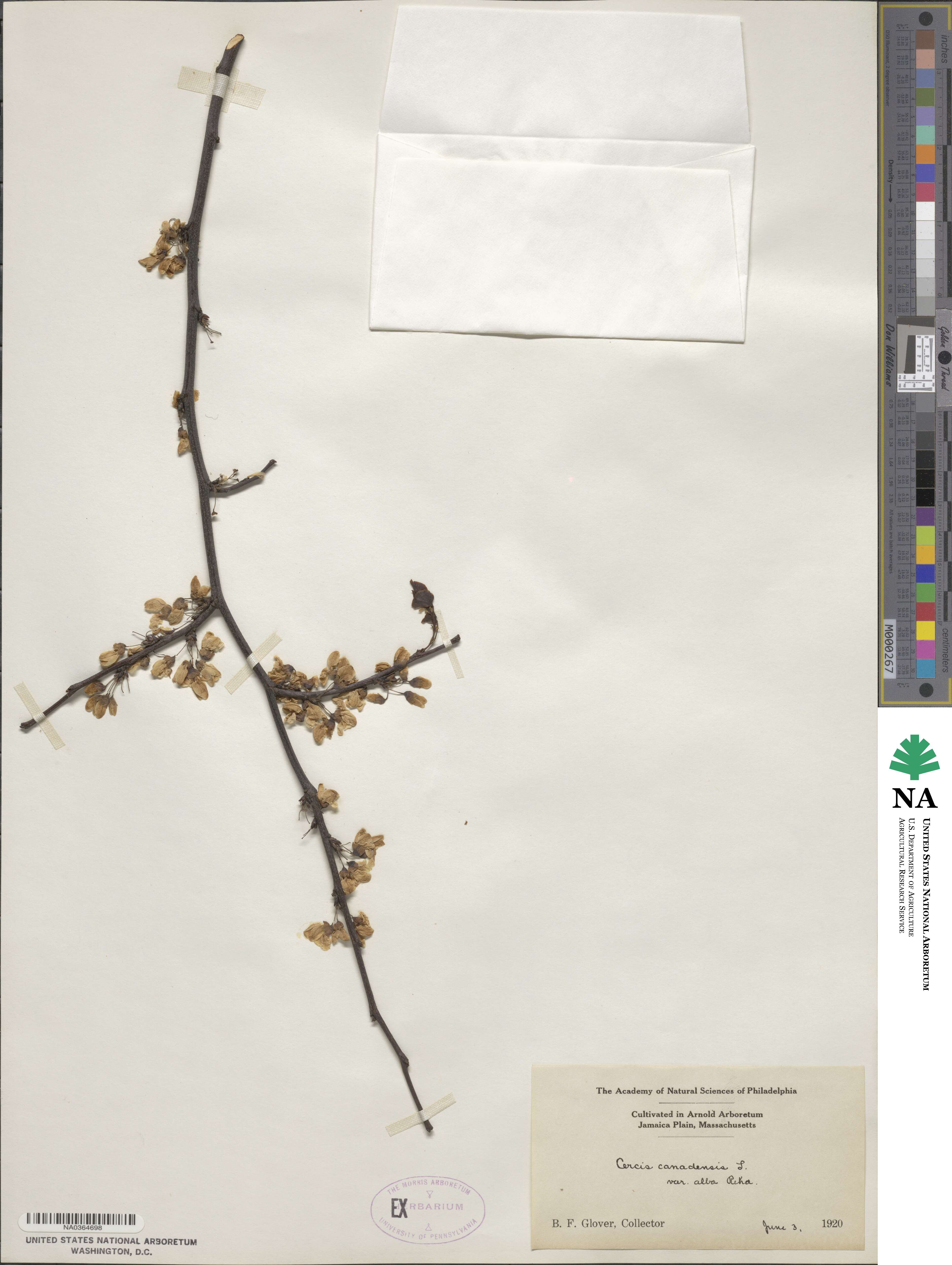 Cercis canadensis subsp. canadensis image