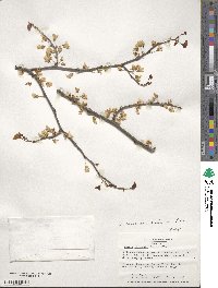 Cercis canadensis subsp. canadensis image