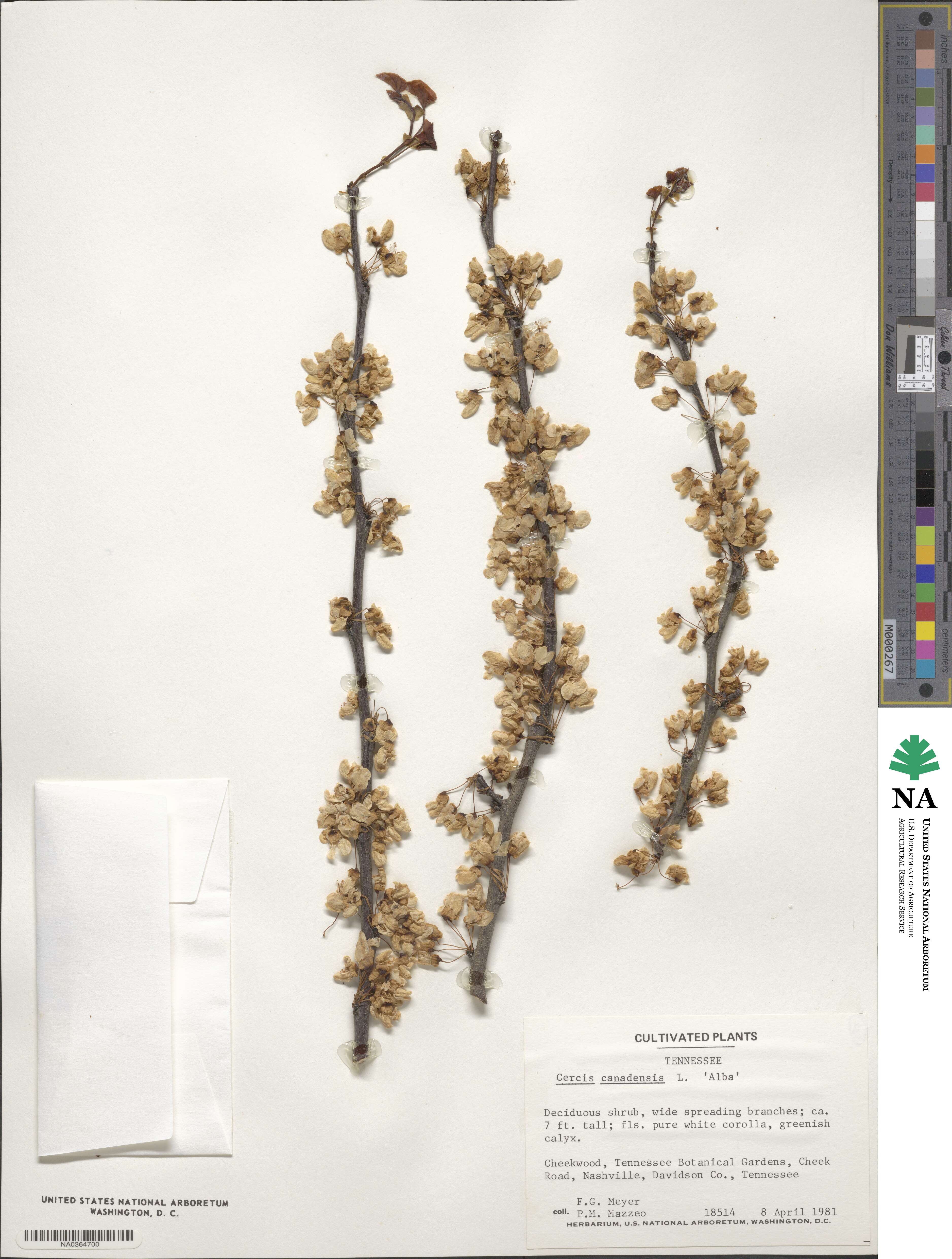Cercis canadensis image