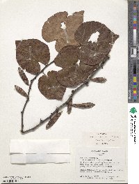 Cercis canadensis subsp. texensis image