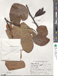 Cercis canadensis subsp. texensis image