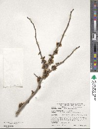 Cercis chinensis image