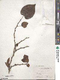 Cercis chinensis image