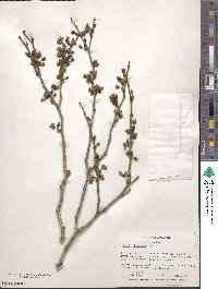 Cercis chinensis image