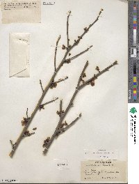 Cercis chinensis image