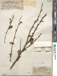 Cercis chinensis image