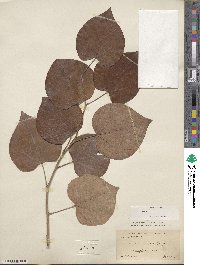 Cercis chinensis image