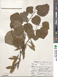 Cercis chinensis image