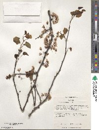 Cercis chinensis image