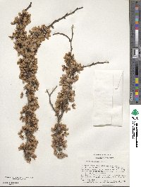 Cercis chinensis image