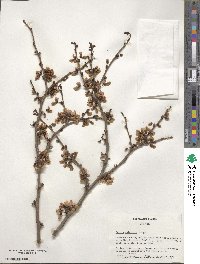 Cercis chinensis image