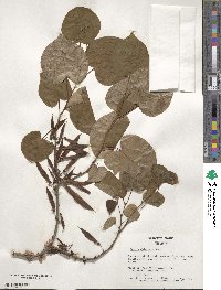 Cercis chinensis image