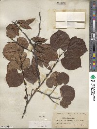 Cercis chinensis image