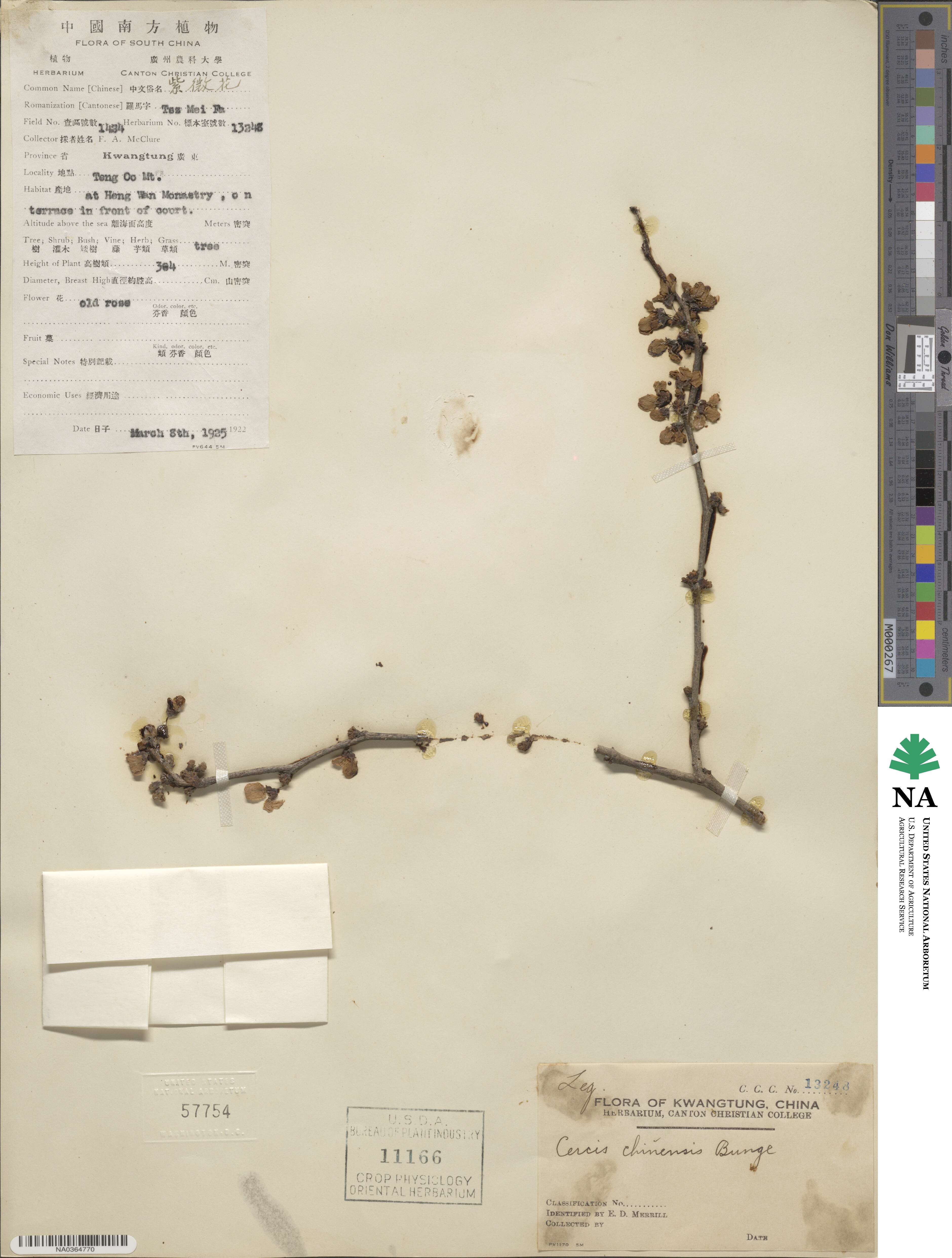 Cercis chinensis image