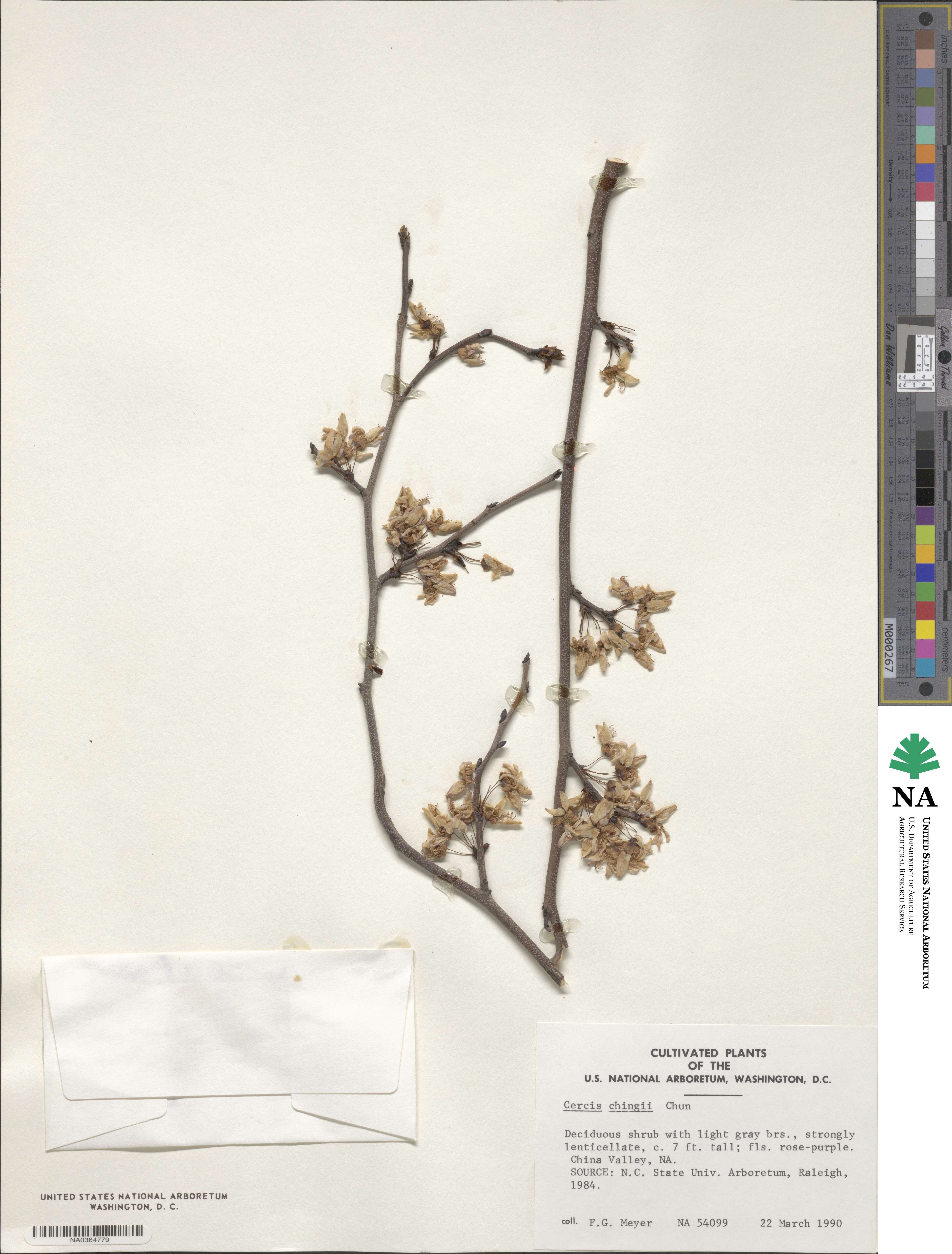 Cercis chingii image
