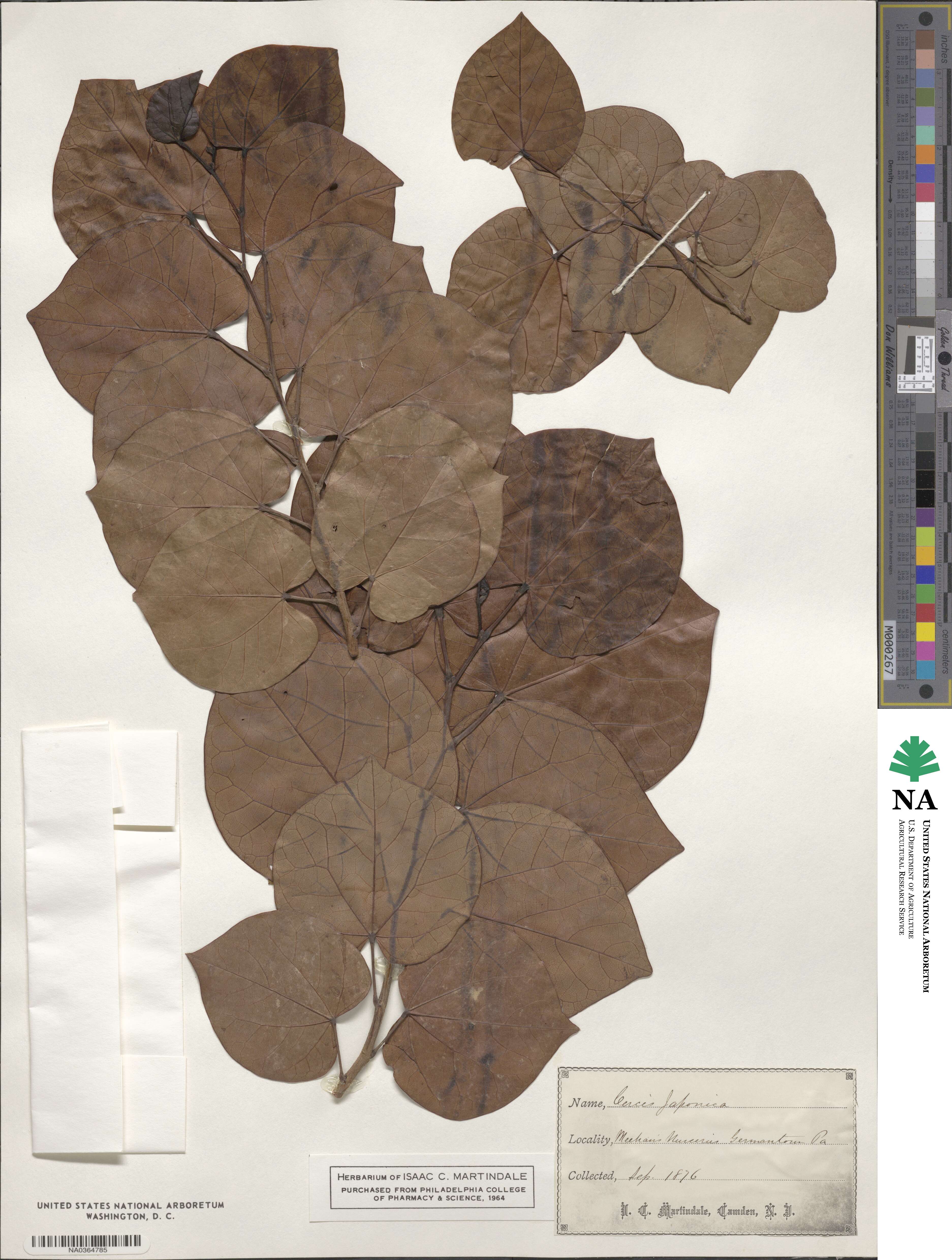 Cercis chinensis image