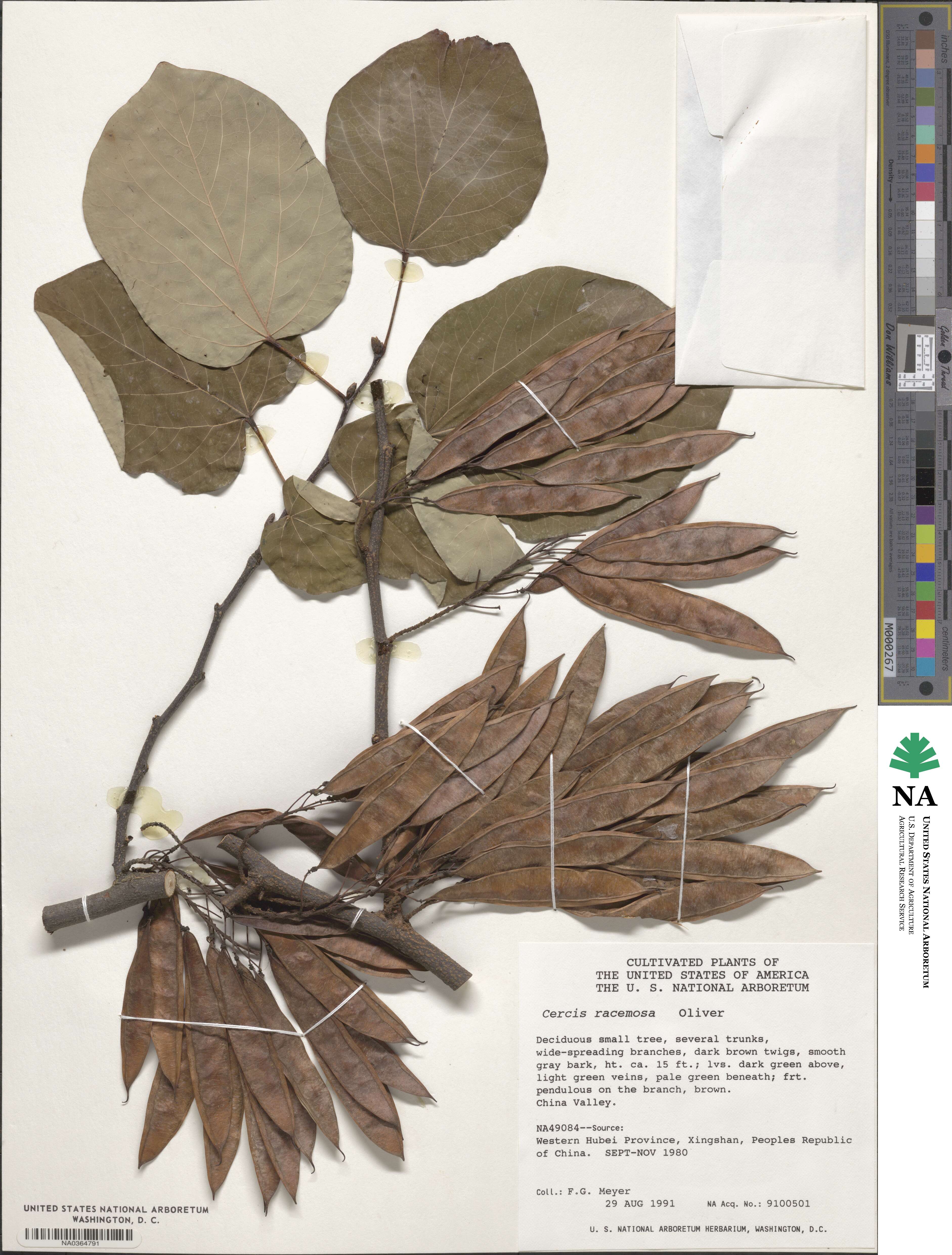 Cercis racemosa image