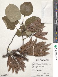 Cercis racemosa image