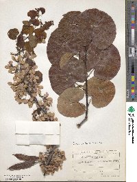 Cercis siliquastrum image