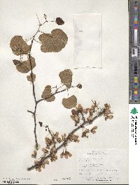 Cercis siliquastrum image