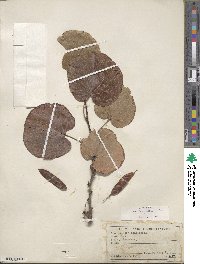 Cercis siliquastrum image