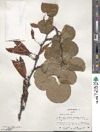 Cercis siliquastrum image