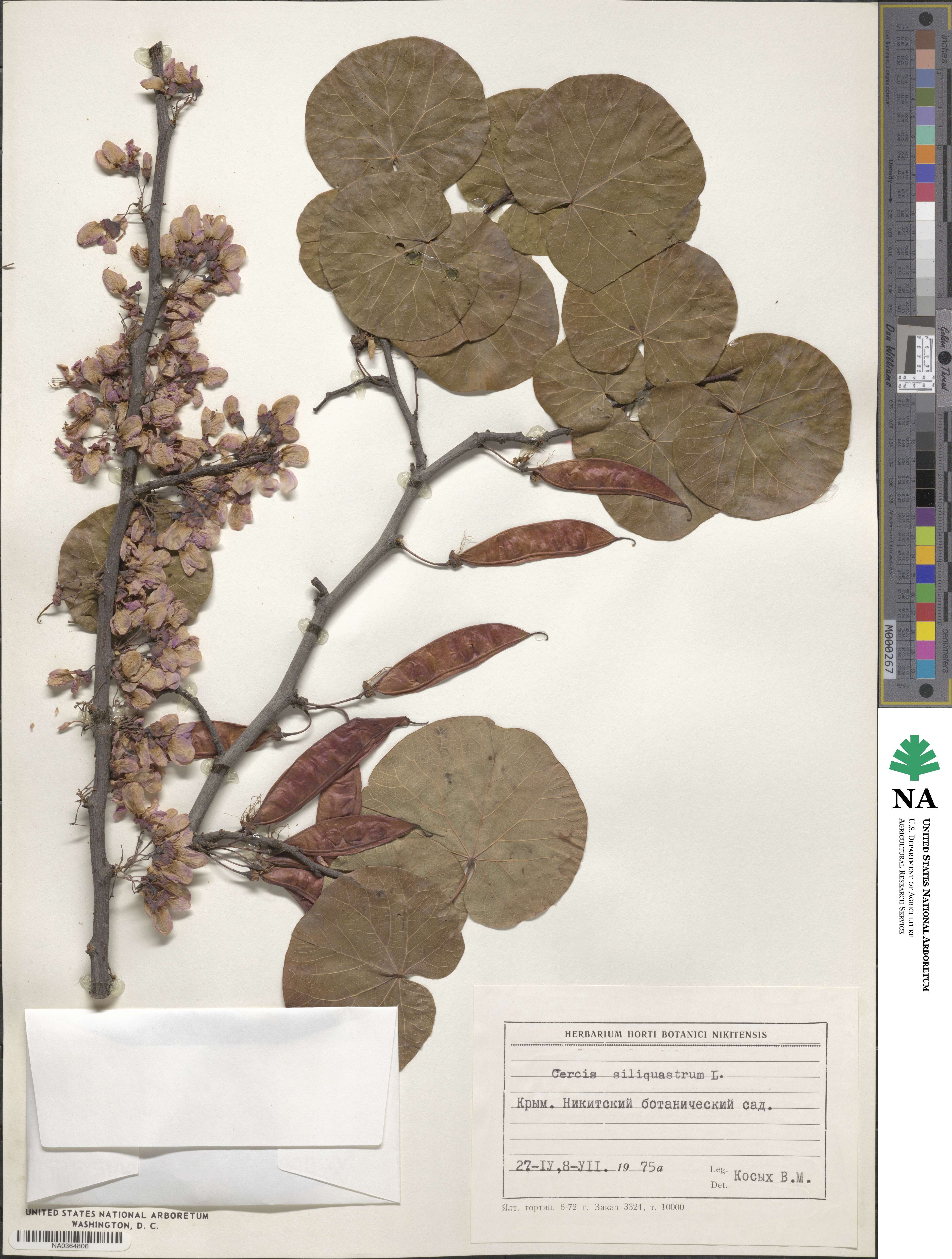 Cercis siliquastrum image