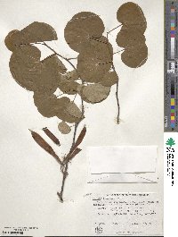 Cercis siliquastrum image