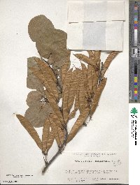 Cercis siliquastrum image