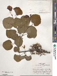 Cercis siliquastrum image