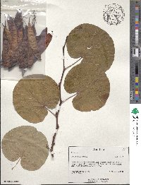 Cercis siliquastrum image