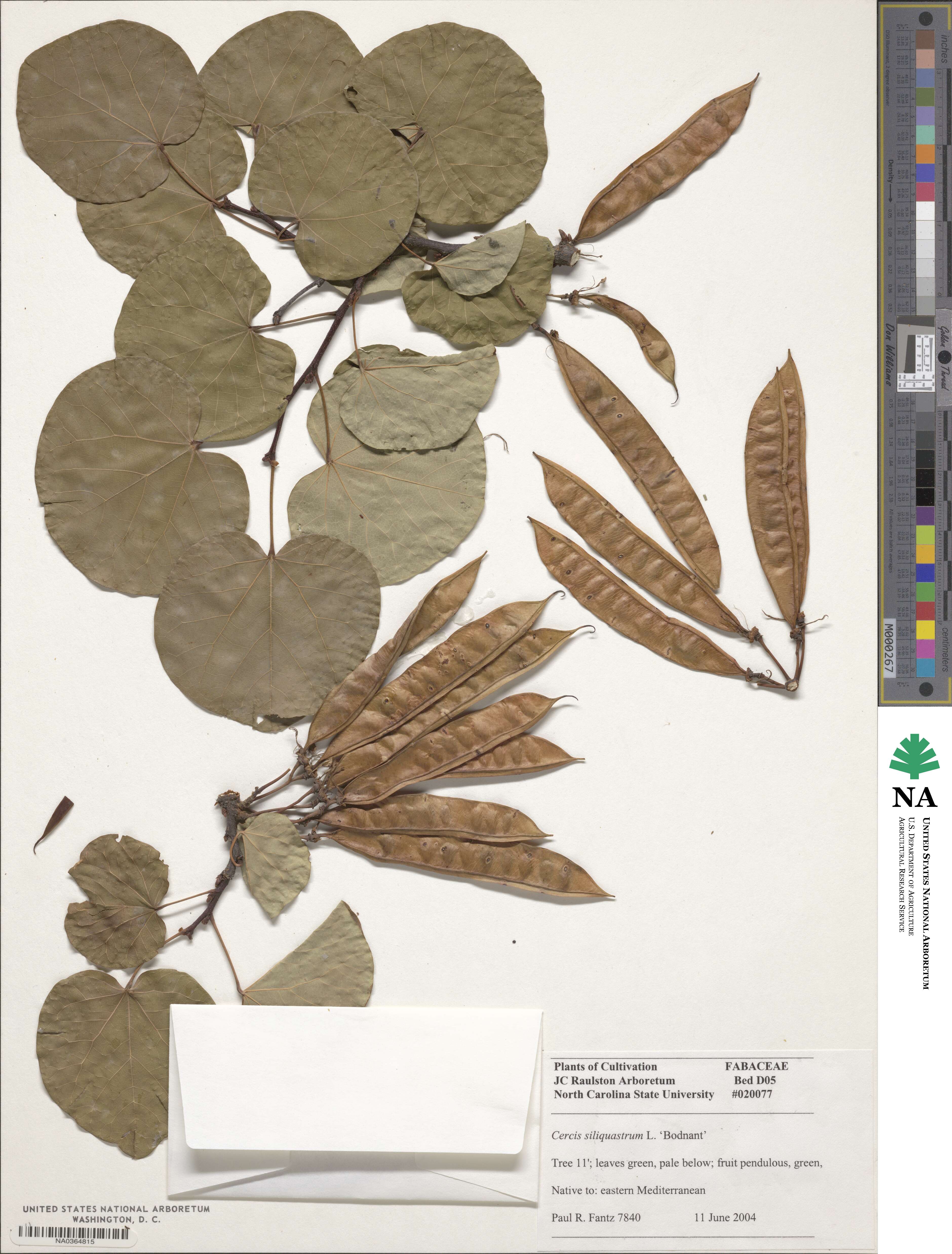Cercis siliquastrum image