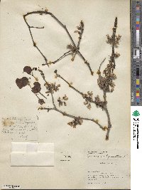 Cercis siliquastrum image