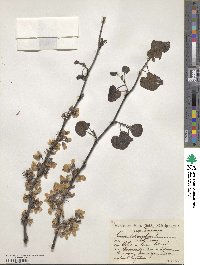 Cercis siliquastrum image