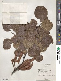 Cercis siliquastrum image