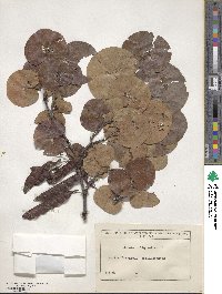 Cercis siliquastrum image