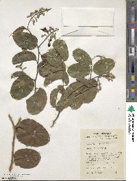 Griffonia simplicifolia image