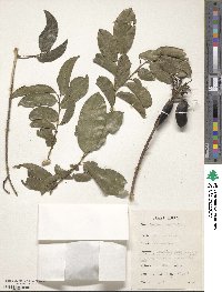 Griffonia simplicifolia image