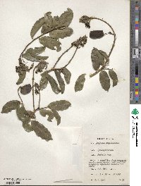 Griffonia simplicifolia image