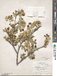 Bauhinia lunarioides image