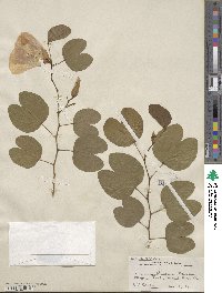 Bauhinia tomentosa image