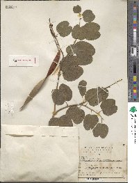 Bauhinia pauletia image