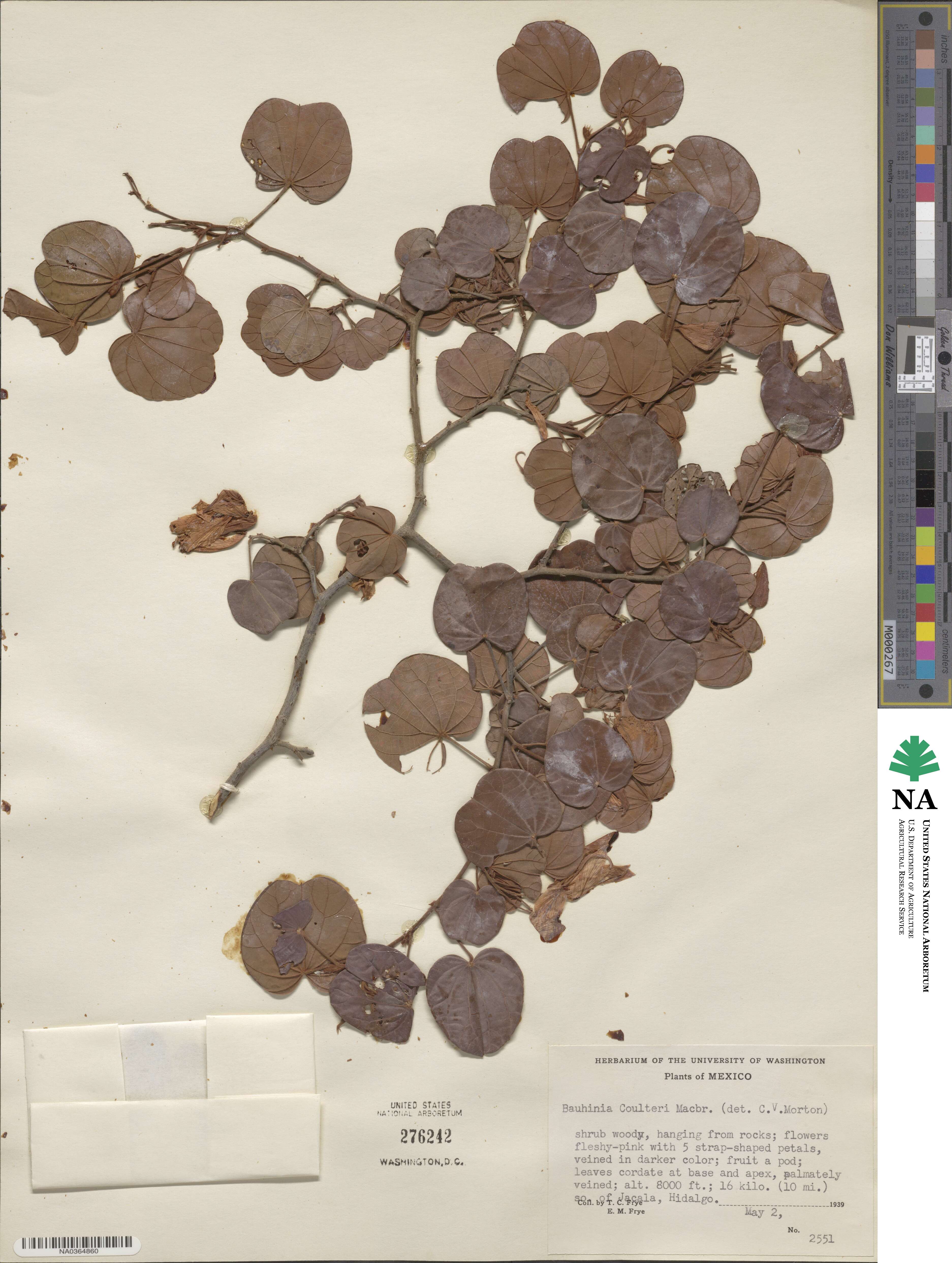 Bauhinia coulteri image