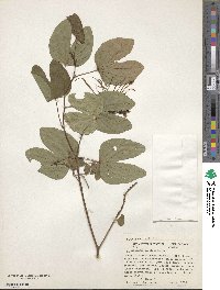 Image of Bauhinia dipetala