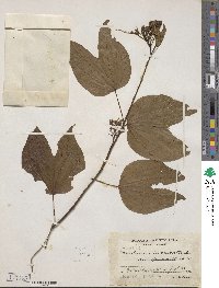 Bauhinia divaricata image